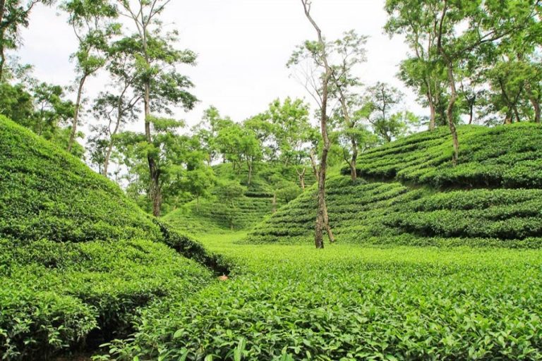 茶の生産量は90百万kgに達する可能性があり、おそらく今年の最高収量