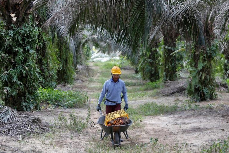 パーム油のボディは、消費財の巨人をグリーンにするためにスティックを振るう