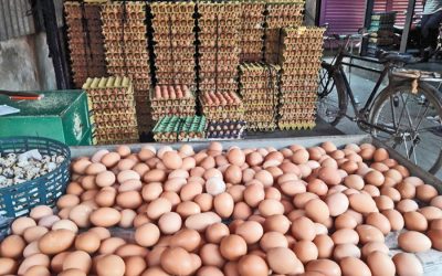 タンガイル地区は現在、卵の生産に自給自足しています