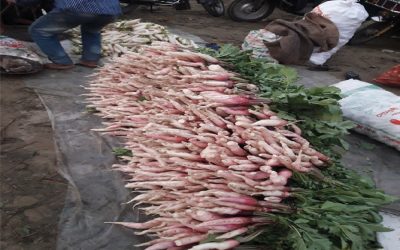 タンガイル栽培者は大根の公正な市場価格を得る