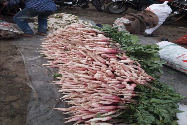 タンガイル栽培者は大根の公正な市場価格を得る