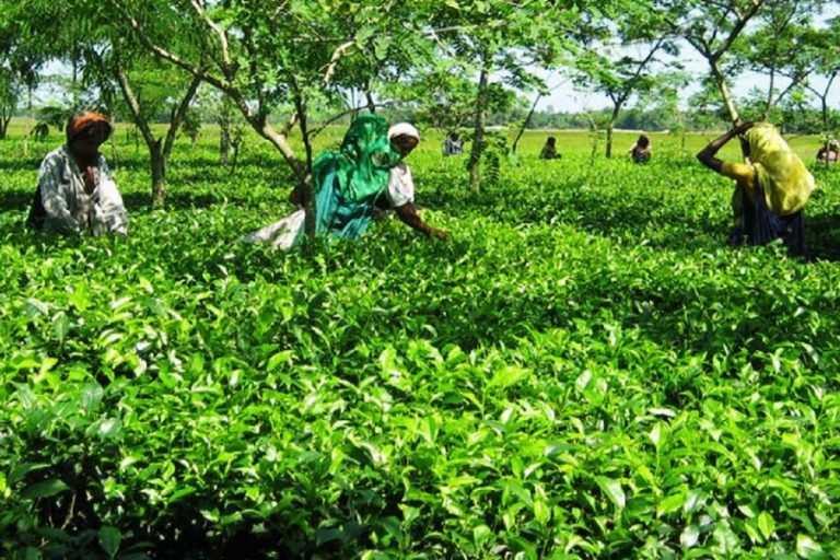 最高の茶生産量達成か