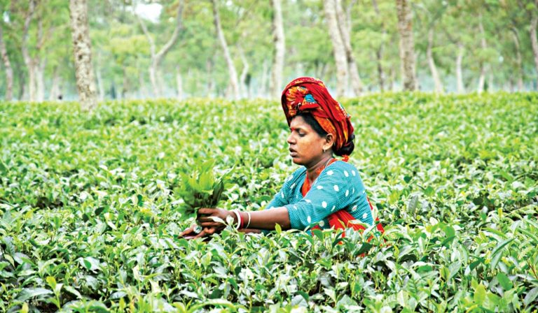 紅茶生産を5年で1.5倍に