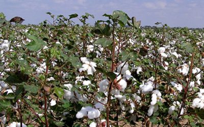 Jashoreでの綿栽培の増加