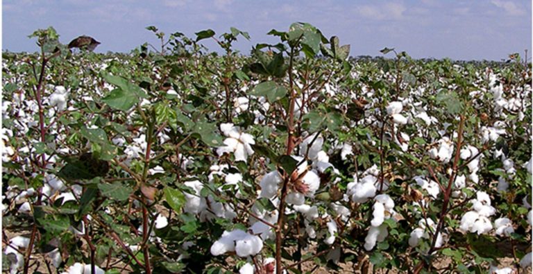 Jashoreでの綿栽培の増加