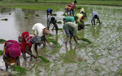 モンスーンによる大雨により、インドの夏の作物栽培が記録に