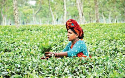 2025年までに増産されるお茶の生産