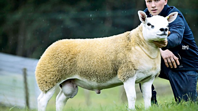 スコットランドで販売されている世界で最も高価な羊
