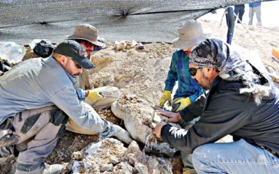 チリの砂漠で見つかったジュラ紀の海の捕食者の遺跡