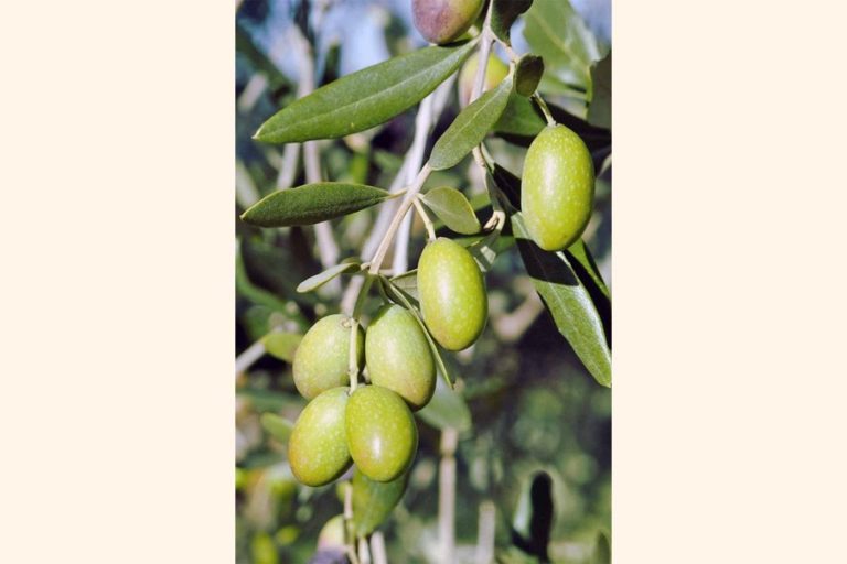 タンガイルで人気を博しているオリーブ栽培