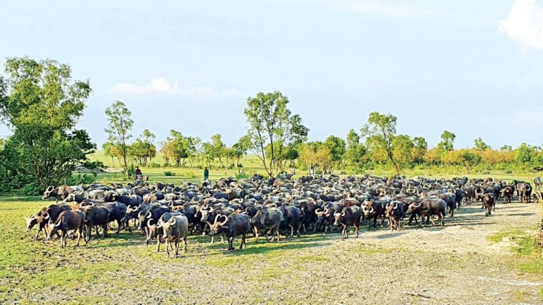 移住の島で牛飼育開始