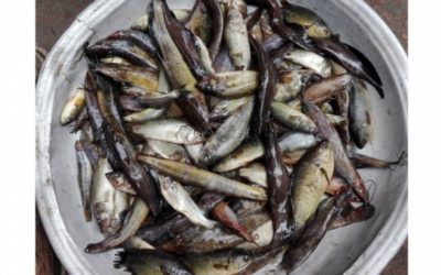 開放水域では魚の個体数が増加しています
