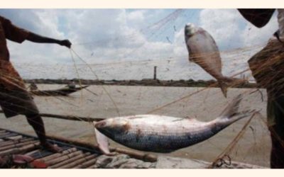 ヒルサ禁止：政府は漁師に10566トンの米を割り当てています