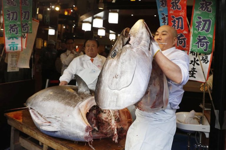 日本が漁獲制限を引き上げようとしているため、クロマグロに焦点が当てられている
