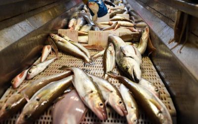 ノルウェーのインク漁業は英国のEU離脱に先立って英国と取引