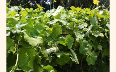 野菜の高値の中、マグラの貧しい人々に恩恵をもたらす「栄養園」