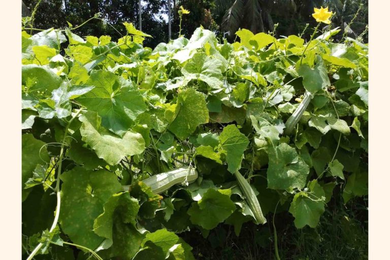 野菜の高値の中、マグラの貧しい人々に恩恵をもたらす「栄養園」