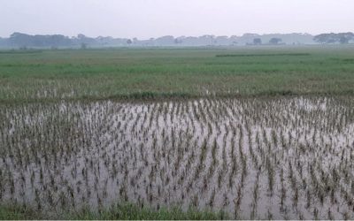 害虫の攻撃、水の伐採によって台無しにされたアマンフィールド