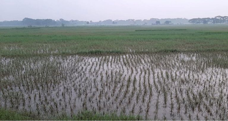 害虫の攻撃、水の伐採によって台無しにされたアマンフィールド