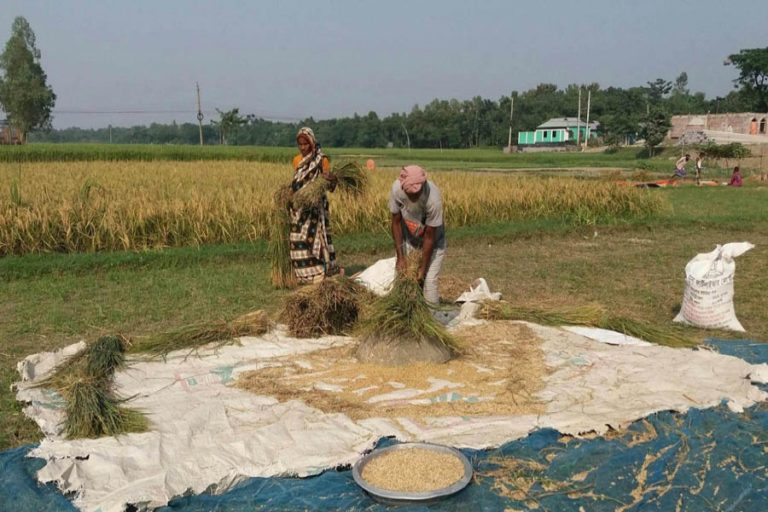 PanchagarhAmanの収穫は本格的に行われています