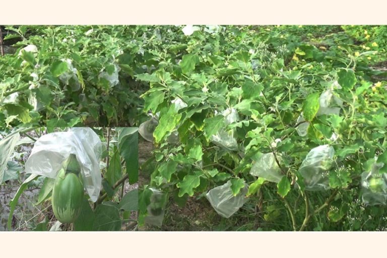 環境にやさしい袋詰め方法は、害虫からナスを救います