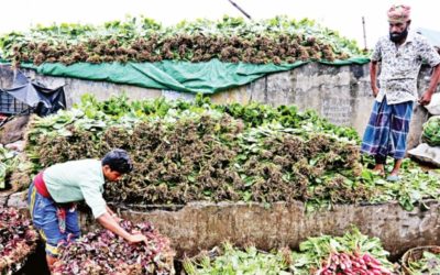 冬の収穫で野菜の価格が下がる