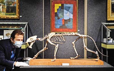 「剣歯虎」の骸骨は84,000ドル以上で売られています