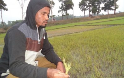 ボロ苗の死はシレットのhaorsの農民を心配します