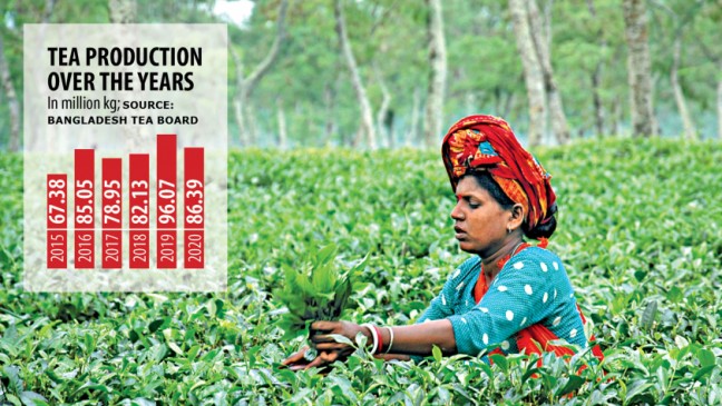 紅茶生産減少も目標超える