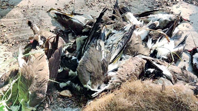 インドは数万羽の鳥を淘汰する