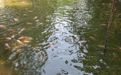 バゲルハートの農家は色とりどりの養魚で大きな夢を見る