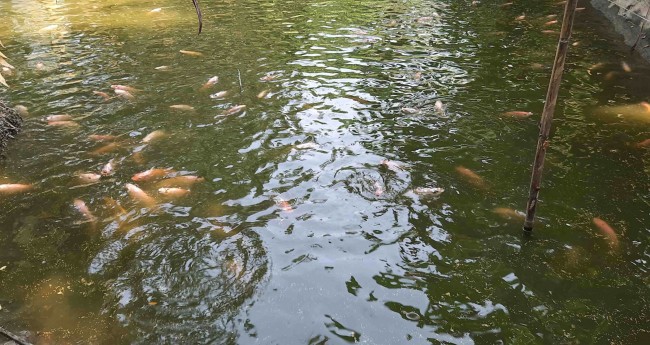バゲルハートの農家は色とりどりの養魚で大きな夢を見る