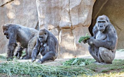 サンディエゴ動物園のゴリラがCovid-19に陽性