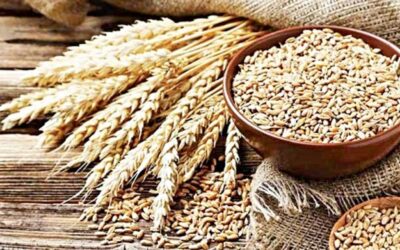 政府は50,000トンの小麦の輸入を承認