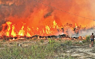 ブラジルの山火事が再び急増