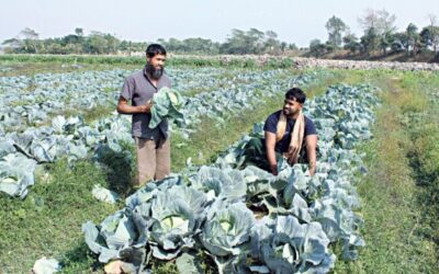 化学物質を含まない野菜は、カラパラの農家に恩恵をもたらします