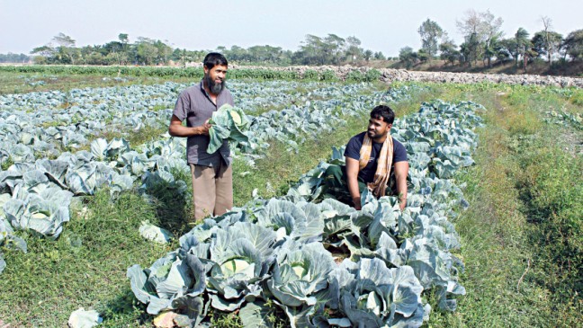 化学物質を含まない野菜は、カラパラの農家に恩恵をもたらします