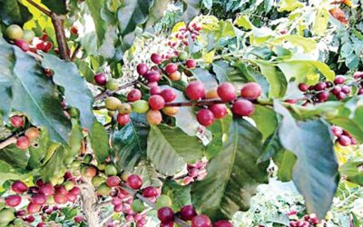 カシューナッツ、コーヒー栽培を拡大するTk212crプロジェクト