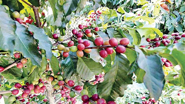 カシューナッツ、コーヒー栽培を拡大するTk212crプロジェクト