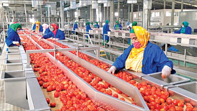 プランはトマト果肉の輸出に無菌処理を採用