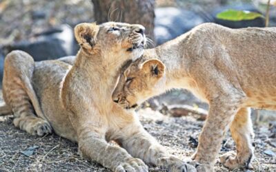 インドの絶滅危惧種のライオンの誇りが病気を征服し、自由に歩き回る