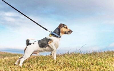 犬は最も早い人間と一緒に北アメリカに来ました