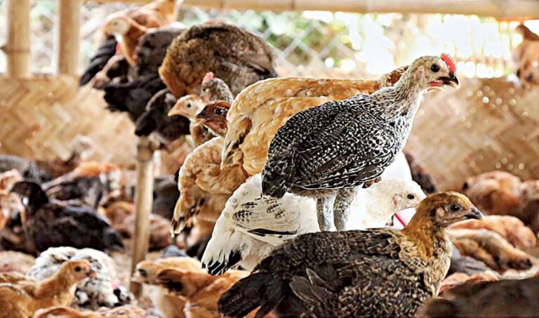 需要急増で鶏肉価格上昇