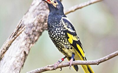 絶滅危惧種のオーストラリアの鳴き鳥「その歌を失う」