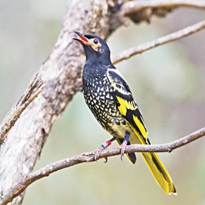 絶滅危惧種のオーストラリアの鳴き鳥「その歌を失う」