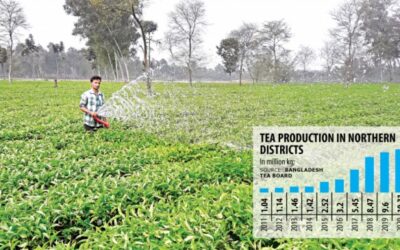 生産量が増えると、茶加工工場がパンチャガルに集まります