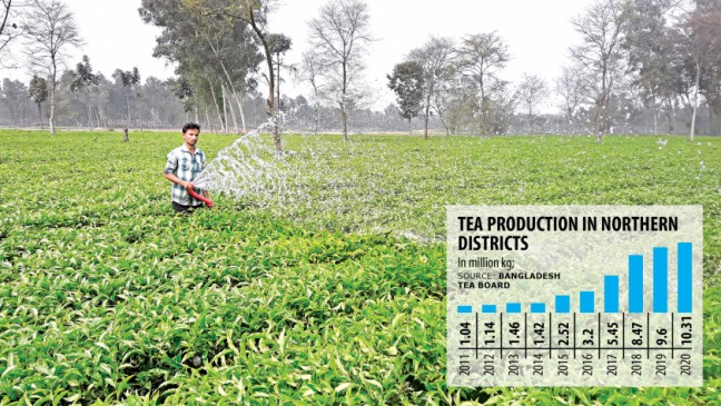生産量が増えると、茶加工工場がパンチャガルに集まります