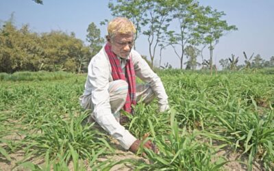 何千人もの農民の運を変えた草