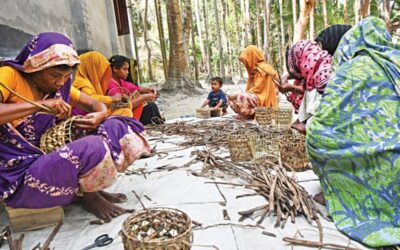 有害植物を金にする女性たち