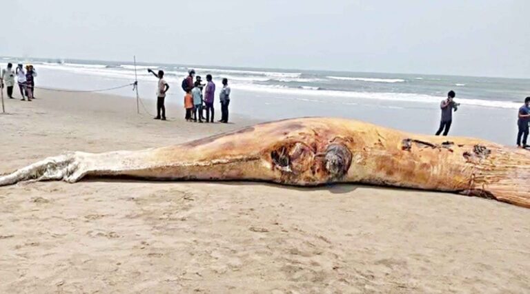 2番目のクジラの死骸が岸に打ち寄せる
